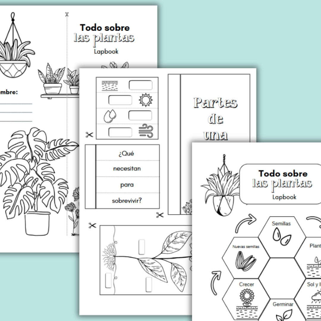 Lapbook interactivo para aprender sobre las plantas en primer ciclo de primaria. Incluye partes de la planta, ciclo de vida, polinización, actividades...