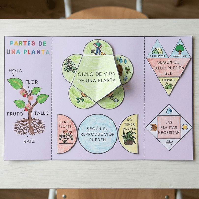 plantilla didáctica para la creación de un lapbook sobre las partes de una planta ideal para alumnos de primaria incluye dos versiones con distintos niveles de...